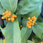 キミノセンリョウ