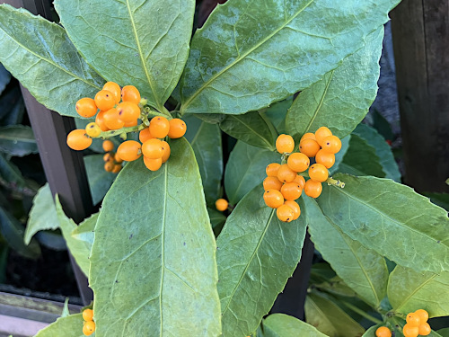 キミノセンリョウ