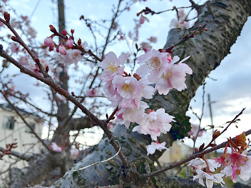ジュウガツザクラ