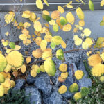 ヒュウガミズキ