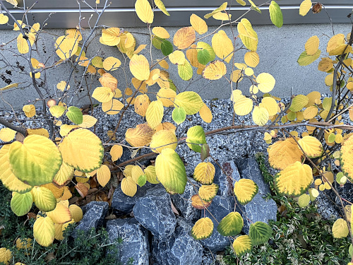 ヒュウガミズキ