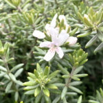 ウェストリンギア