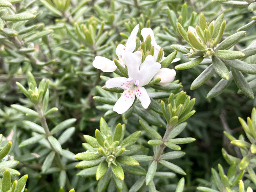 ウェストリンギア