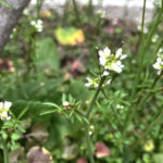 ミチタネツケバナ