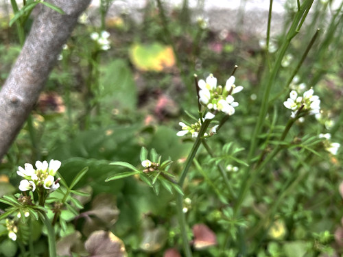 ミチタネツケバナ