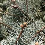 コロラドトウヒ