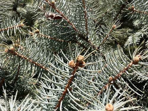 コロラドトウヒ