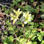 オランダミミナグサ