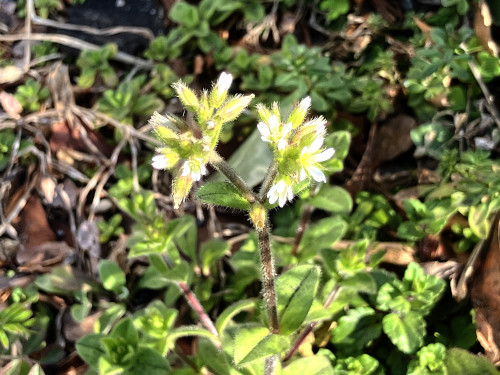 オランダミミナグサ