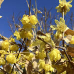 ソシンロウバイ