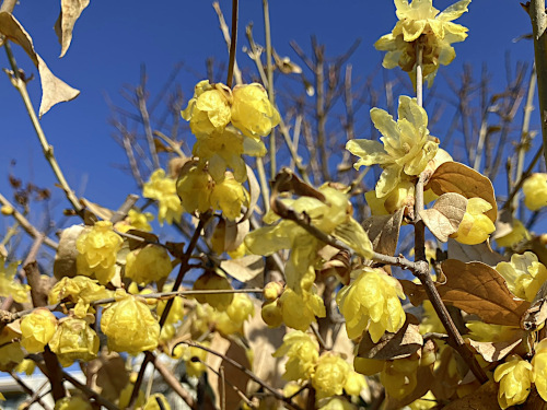 ソシンロウバイ