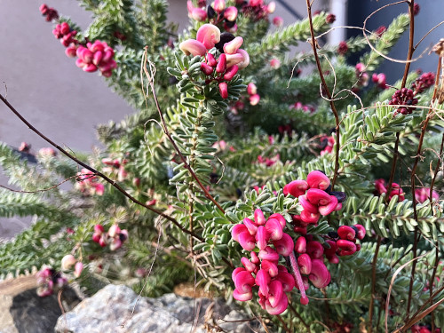 グレビレア・ラニゲラ