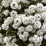 スイートアリッサム