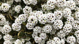 スイートアリッサム