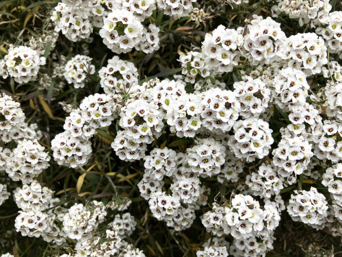 スイートアリッサム