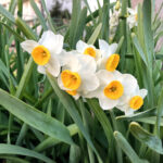 ニホンズイセン