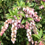 ベニバナアセビ