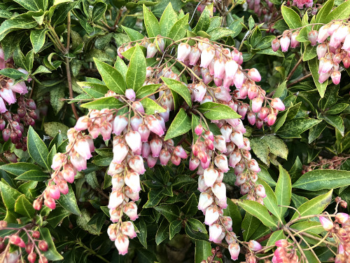 ベニバナアセビ