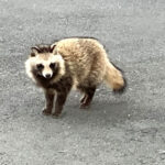 タヌキ