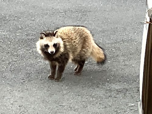 タヌキ