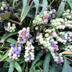 ホソバヒイラギナンテン