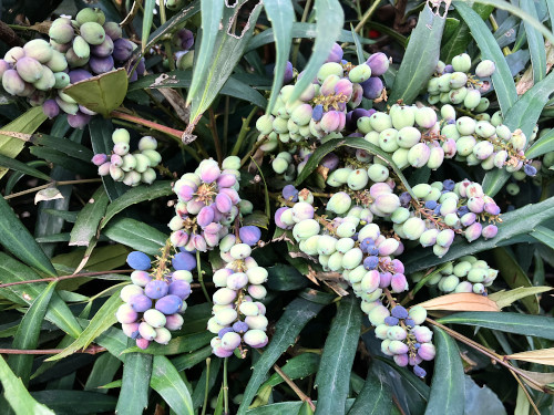 ホソバヒイラギナンテン