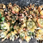 グレビレア・ラニゲラ