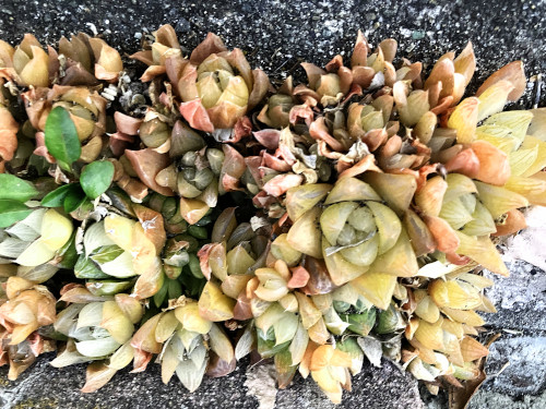 グレビレア・ラニゲラ