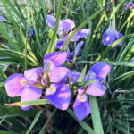 カンザキアヤメ