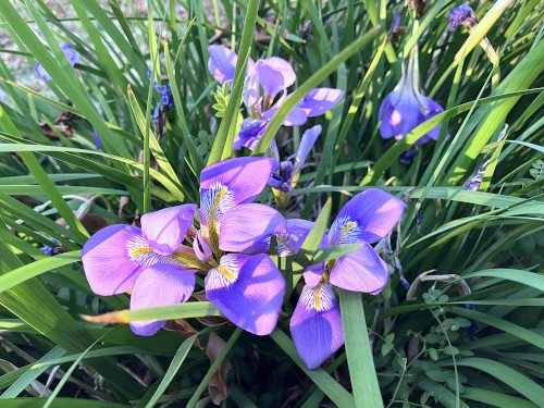 カンザキアヤメ
