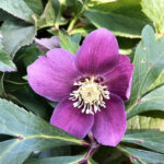 クリスマスローズ　