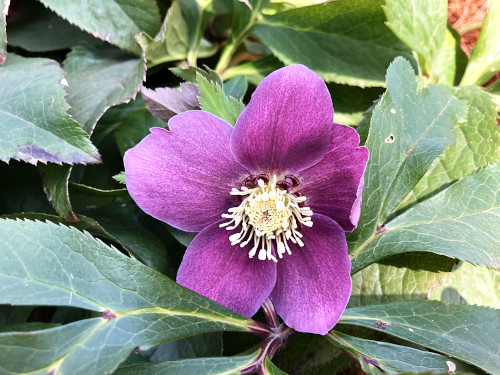 クリスマスローズ　