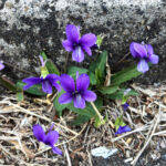 スミレ　スミレ科スミレ属