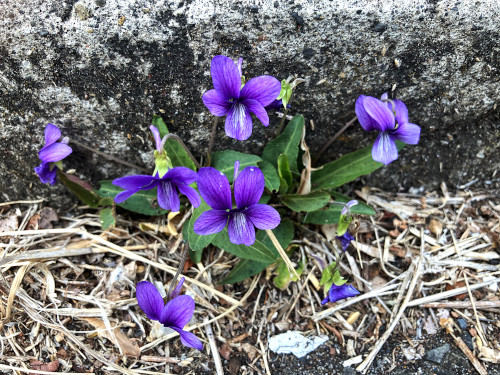 スミレ　スミレ科スミレ属