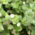 コゴメイヌノフグリ