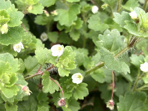 コゴメイヌノフグリ