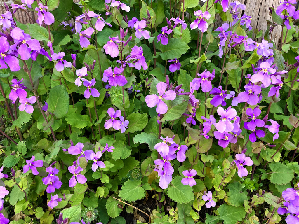 オオアラセイトウ