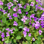 オオアラセイトウ