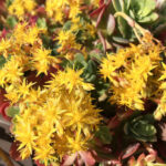 セダム・パルメリ