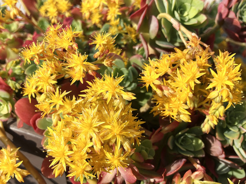 セダム・パルメリ