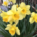 ラッパスイセン