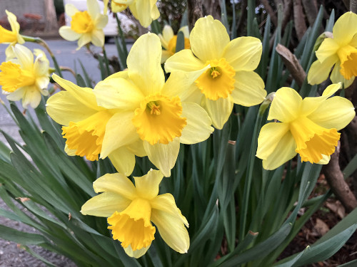 ラッパスイセン