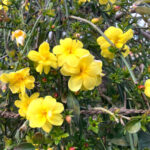 ウンナンオウバイ