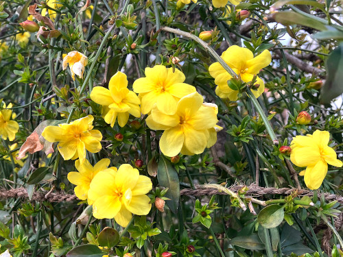 ウンナンオウバイ