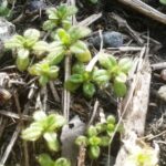 オランダミミナグサ