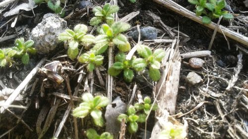 オランダミミナグサ