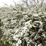 ユキヤナギ