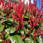 レッドロビン　バラ科カナメモチ属