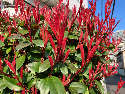 レッドロビン　バラ科カナメモチ属