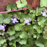 ツタバウンラン